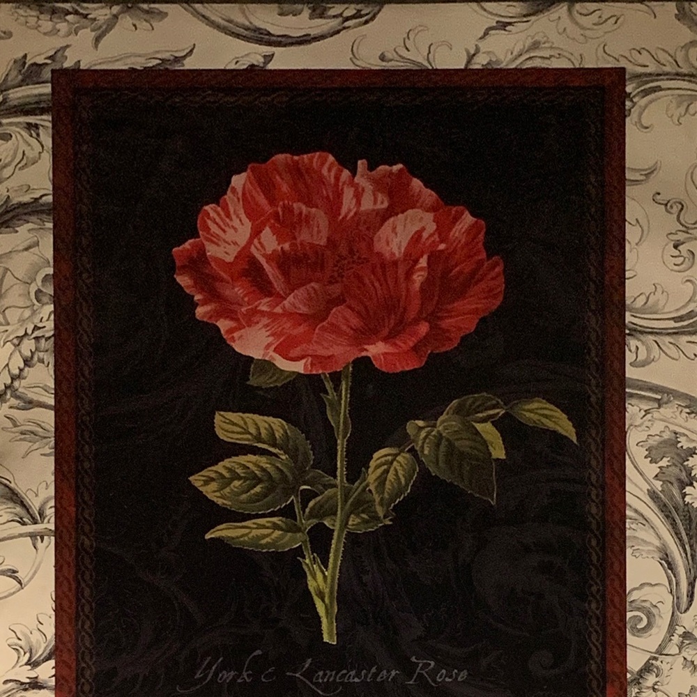 “York Lancastor Rose” by Aaron Ashley Art Print.